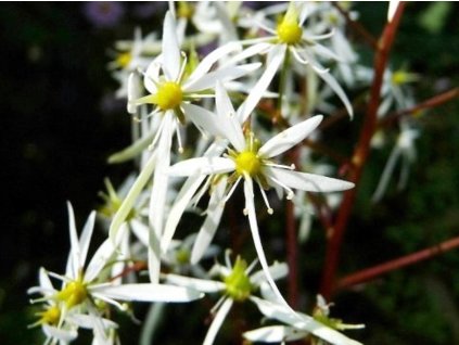 rubrifolia l