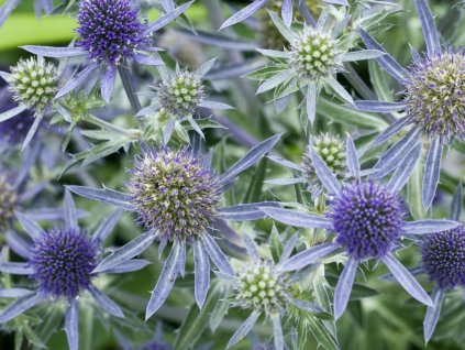 blue hobit
