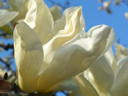 Magnolie 'Elizabeth'