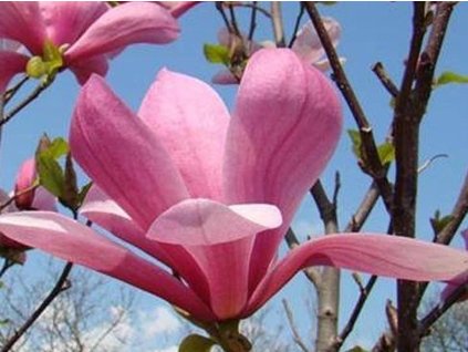Magnolie 'Galaxy'
