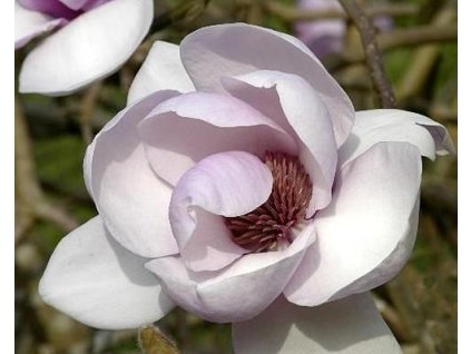 Magnolie 'Iolanthe' (Balen� kontejner C7,5, Tvar ke�/strom)