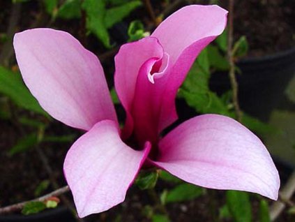 orchid