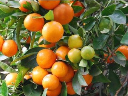 Mandarinkovník 'Calamondin'