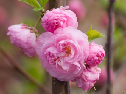 Prunus triloba (1)
