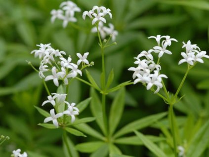 Mařinka vonná (Galium) - Asperula odorata (Galium)
