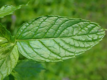 Máta klasnatá - Mentha spicata
