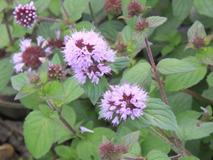 Máta vodní - Mentha aquatica