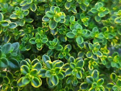 Mateřídouška citrónová 'Aureus' - Thymus x citriodorus 'Aureus'