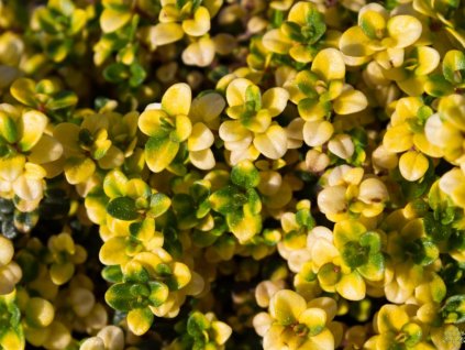 Mateřídouška hlavatá 'Doone Valley' - Thymus comusus 'Doone Valley'