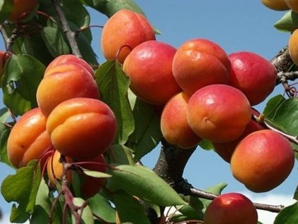 Meruňka 'Bergeval®  Aviclo'