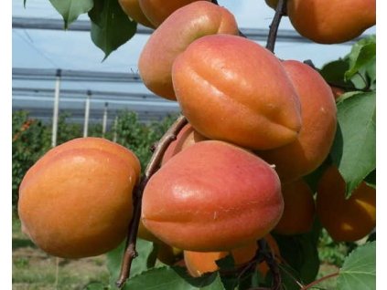 Meruňka 'Faralia'