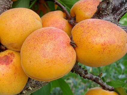 Meruňka 'Goldrich' (Balení prostokořenný stromek, Podnož myrobalán)