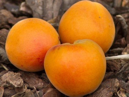 Meruňka 'Kuresia® '