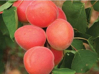 Meruňka 'Orange Red'