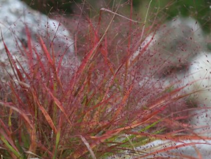 Milička spectabilis - Eragrostis spectabilis