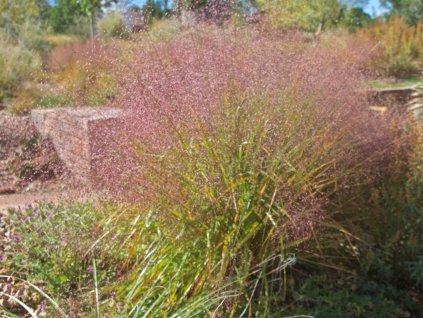 Milička trichodes - Eragrostis trichodes