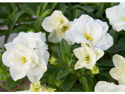 51483 1 calibrachoa million bells compact double white
