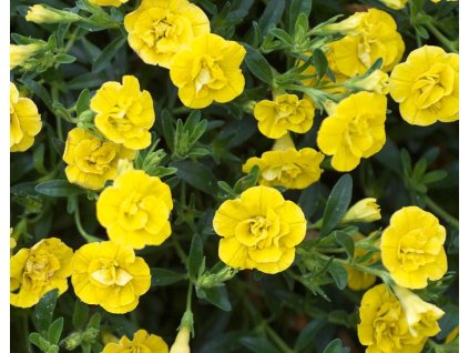 51486 1 calibrachoa million bells double yellow