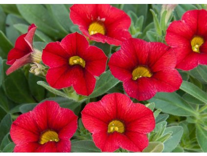 51510 1 calibrachoa million bells neo firestorm