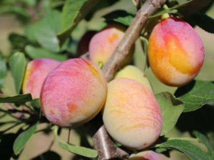 Mirabelka 'Aprimira'