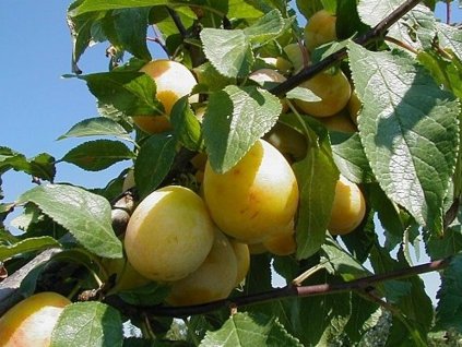 Mirabelka 'Bellamira'
