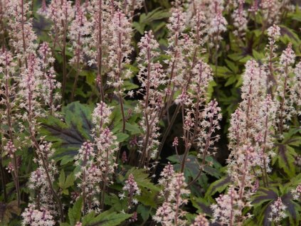 Mitrovnička 'Sugar and Spice' - Tiarella 'Sugar and Spice'
