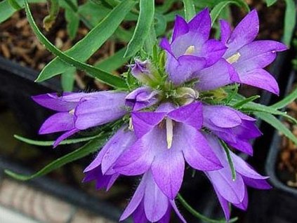 Modroušek - Edraianthus graminifolius