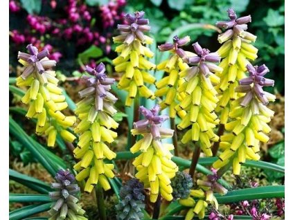 51987 1 modrenec golden fragrance