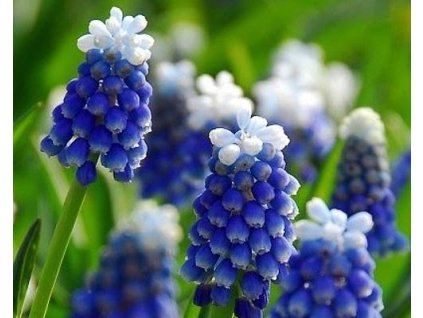 51996 1 modrenec mount hood 10 ks