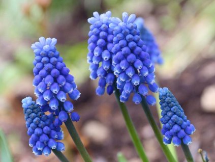 muscari