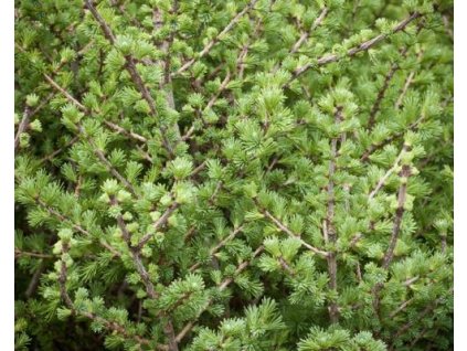 Mod��n americk� �Blue Sparkler� (Balen� kontejner C12, Tvar ke�/strom, v��ka 90-110 cm)