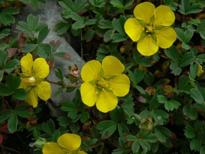 Mochna cuneata (ambigua) - Potentilla cuneata