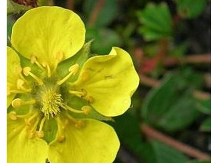 Mochna cuneata (ambigua) - Potentilla cuneata (Balen� kontejner C2)