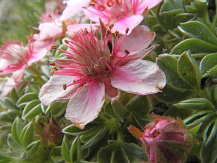 Mochna dolomitová - Potentilla nitida