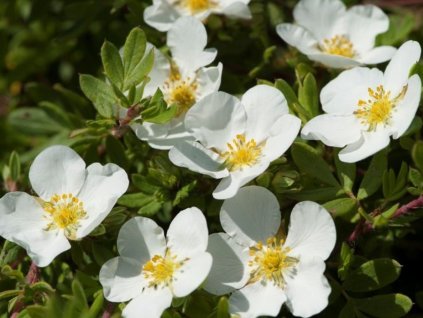 Mochna křovitá 'Abbotswood'