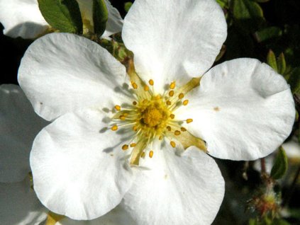 Mochna trojzubá 'Nuuk' - Potentilla tridentata 'Nuuk'