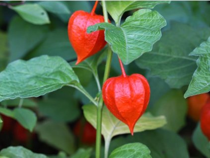 Physalis alkekengi M�ntym�ki 29.9.2013 019