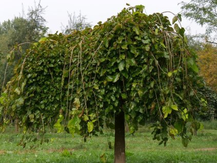 morus alba pendula 2