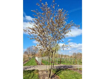 Muchovník hladký 'Snowflakes'