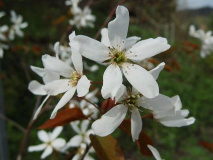 Muchovník hladký 'Snowflakes'  Amelanchier laevis 'Snowflakes'