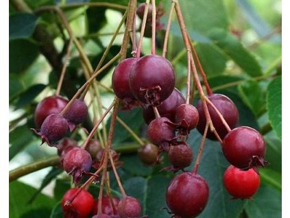 52452 1 muchovnik hladky snowflakes