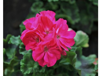 52593 1 muskat vzprimeny alice