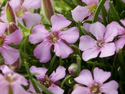 Mydlice olivská - Saponaria x olivana