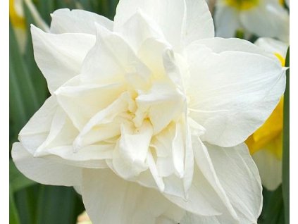 52719 1 narcis calgary 3ks