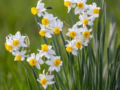 52722 1 narcis canaliculatus