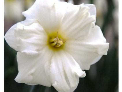 52725 1 narcis colblanc 3ks