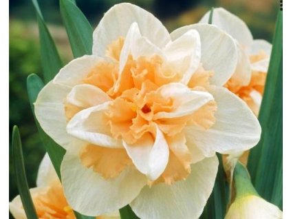 52734 1 narcis delnashaugh