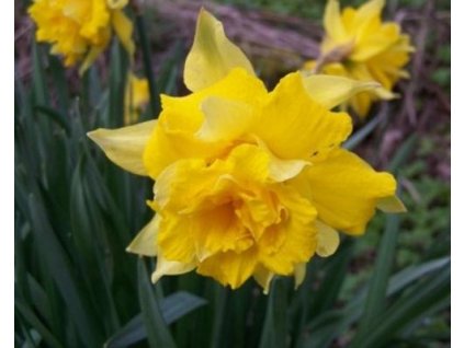 52740 1 narcis dick wilden 3ks