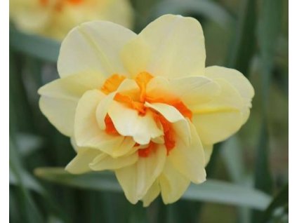 52743 1 narcis double fashion 3ks