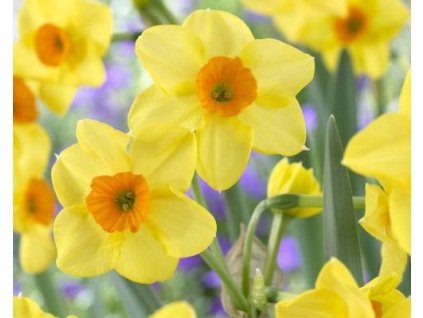 52758 1 narcis hoopoe 5ks